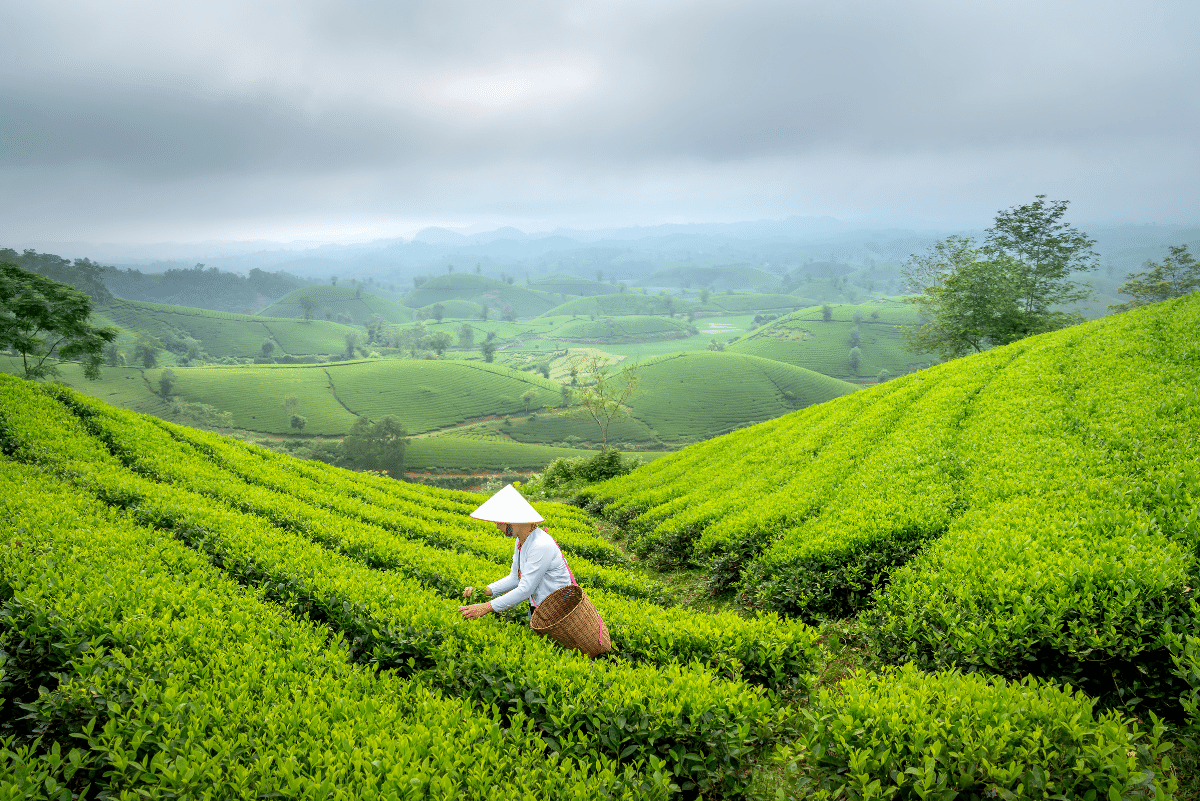 Tea Plantation