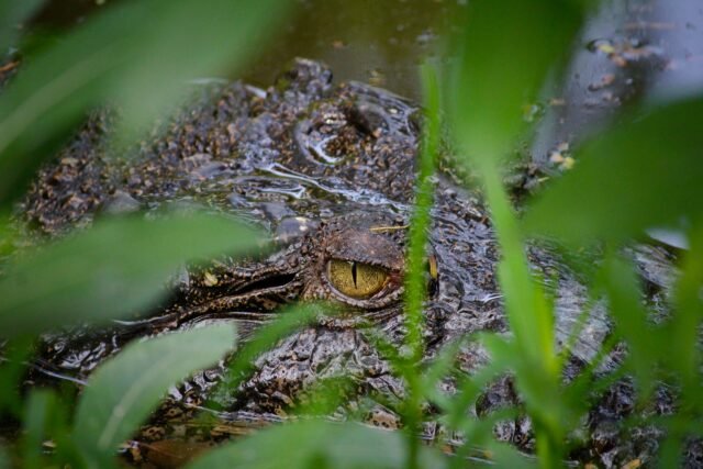 Madras Crocodile Bank Chennai