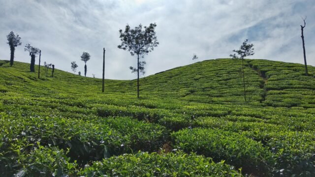 Coffee Plantation