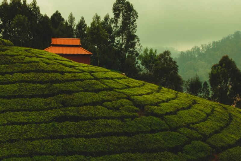 Ooty-Gem of Natural Paradise