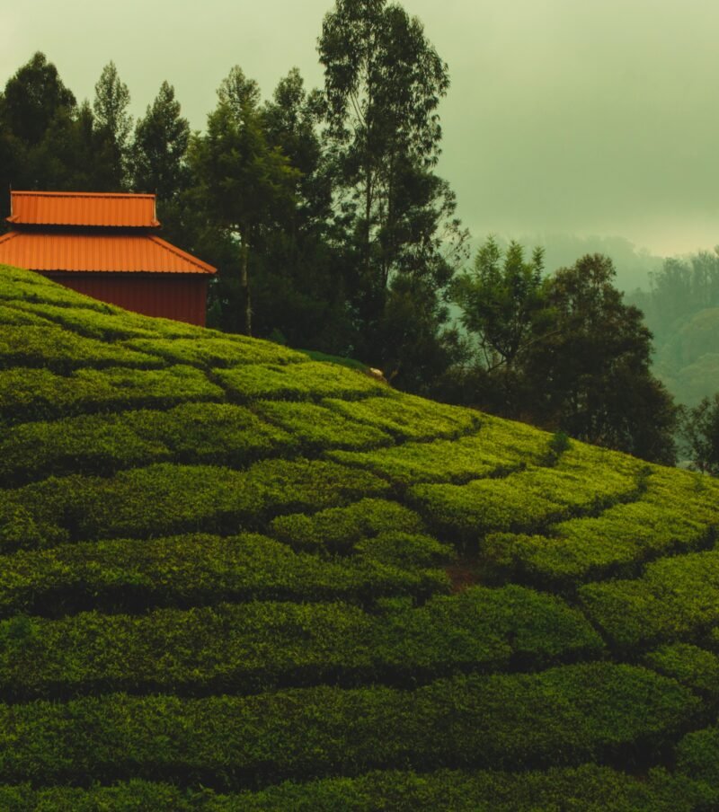 Ooty-Gem of Natural Paradise